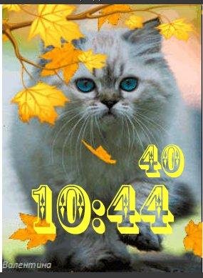 Кот ани