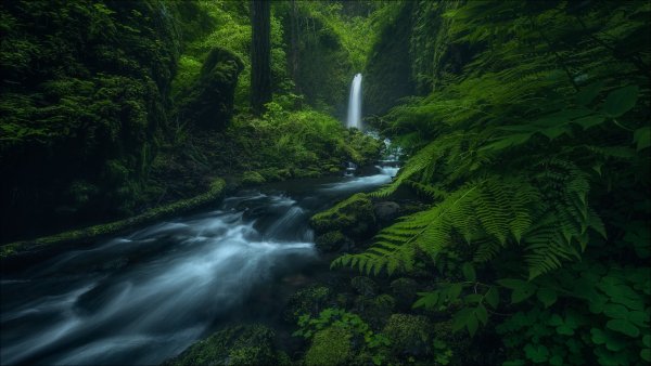 nature-river-forest-green-alien-sekret-inoplanetianin-secret