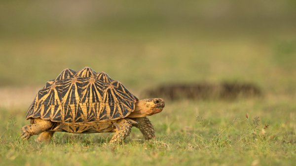 IndianStarTortoise ROW5346928445 UHD
