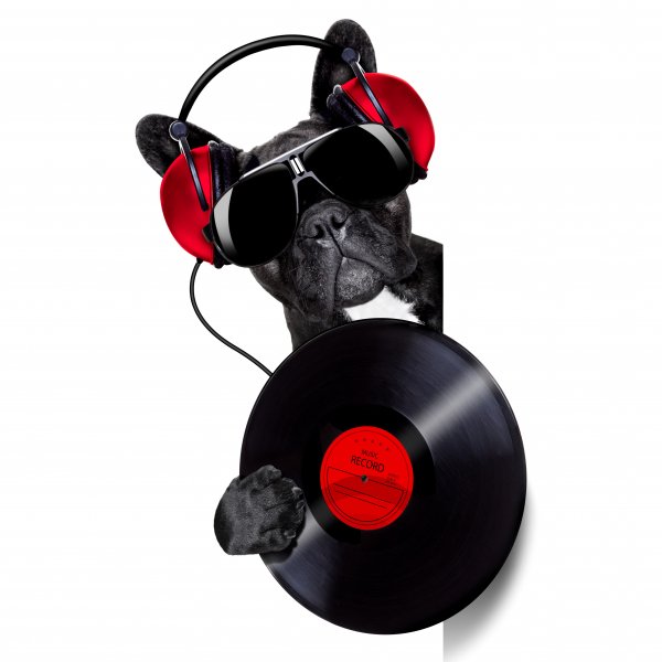 Dogs-White-background-Bulldog-Glasses-Headphones