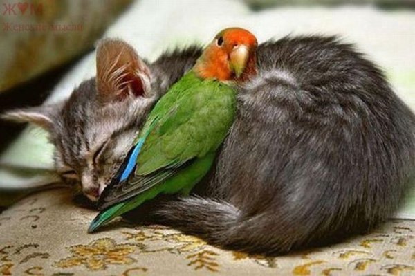 getImage (2)