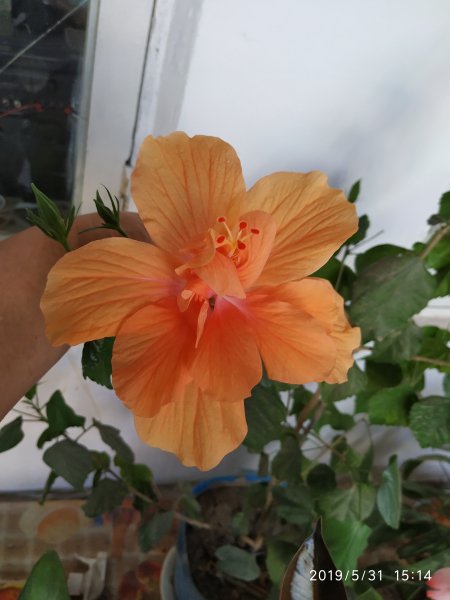 IMG 20190531 151409