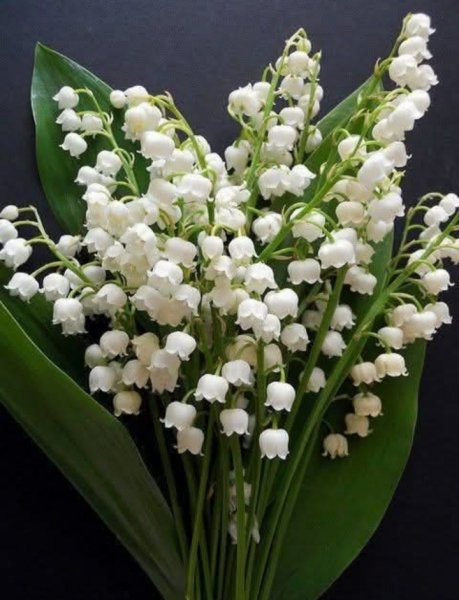 IMG 20250111 165441