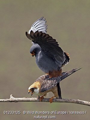 Кобчики