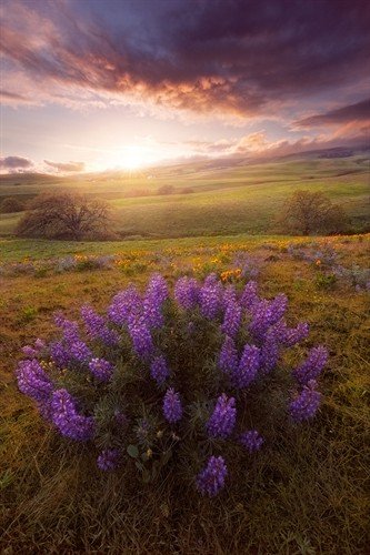 file_86463088