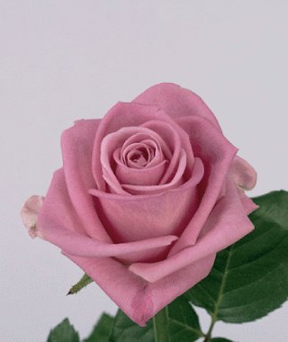 file_85274631