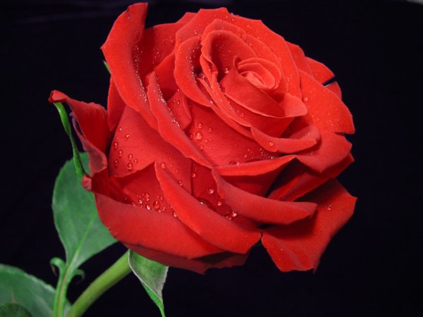 image (62)