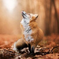 МегаФан349677