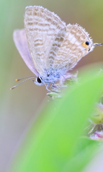 wallpaper 480x800 18 2