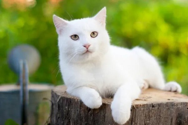 Белый кот. (3)
