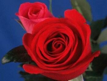 file_85269064