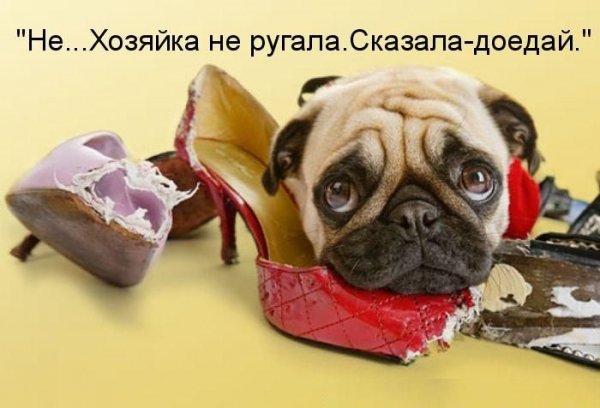 Хозяйка не ругала