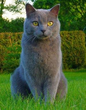 Кошки со всего Света