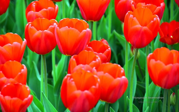 Tulip Festival by Thiyagarajan Swaminathan 4
