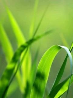 Green Theme 240x320