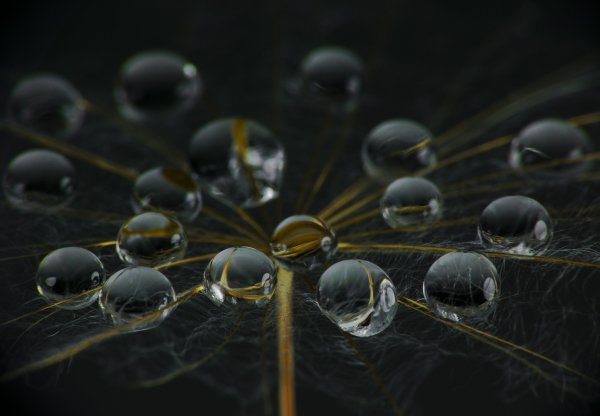 kapli-drops-ganev-tsvetan