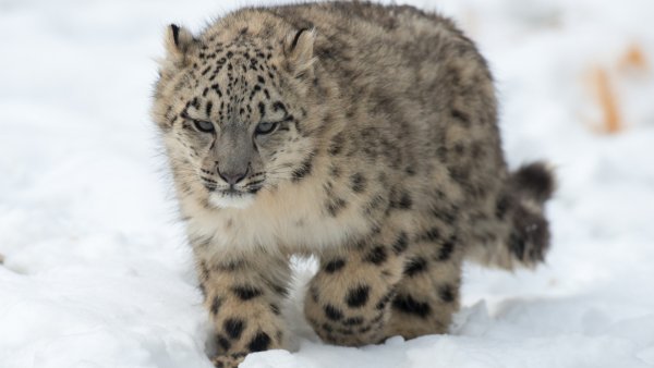 снежный барс котенок кошка