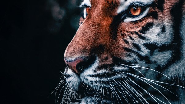 lion-closeup-4k-w6