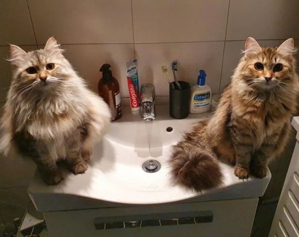 file_100916727