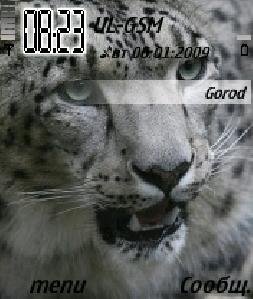 Snow leopard
