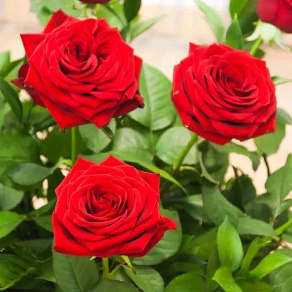 file_95693553