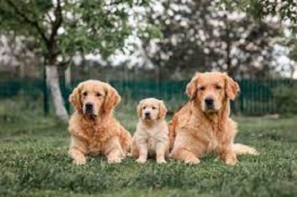 file_99537756
