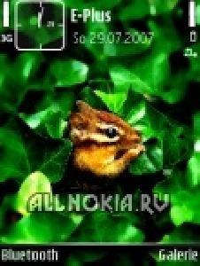Squirrel
