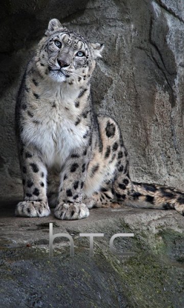 animals-480x800-0013