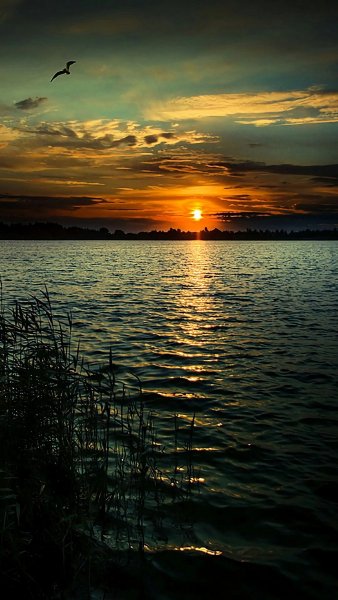 file_94362069