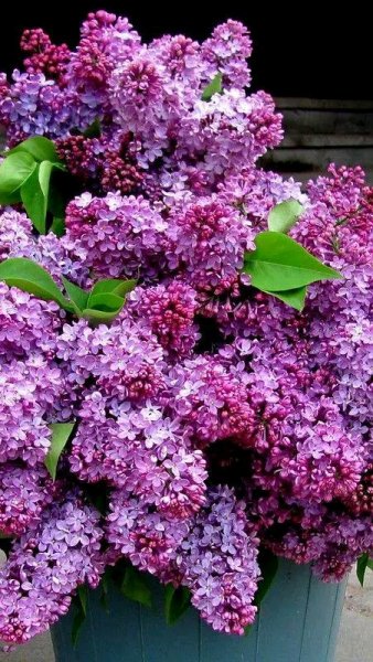 file_96281195