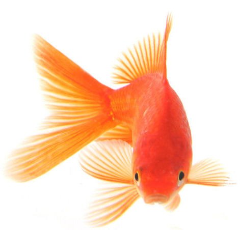 ZOLOTAYA RUBKA