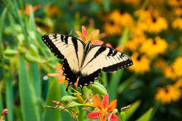 Butterflies 11