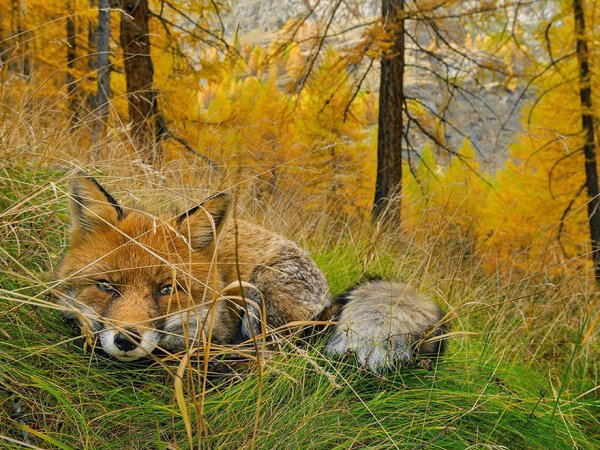 luchshih-foto-National-Geographic-2015-goda