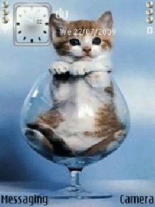cat