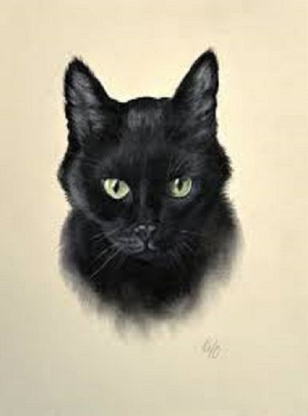 ЧЕРНЫЙ КОТ...