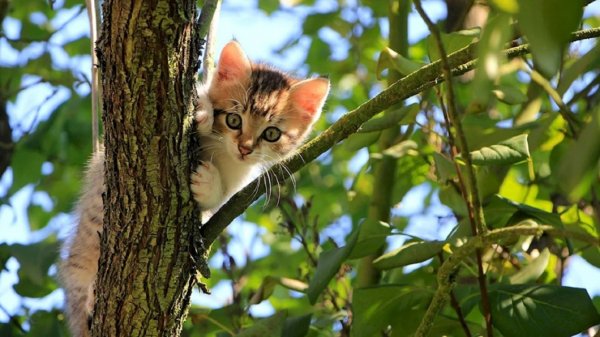 Котёнок на дереве (3)