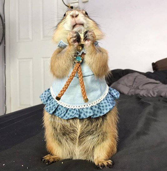Луговая собачка