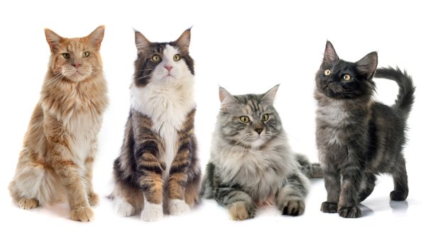 Cats White background Glance Kittens 547534 5590x3200