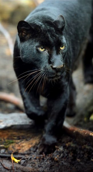 Leopard black