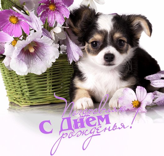 Анимированная открытка день рождения (3)