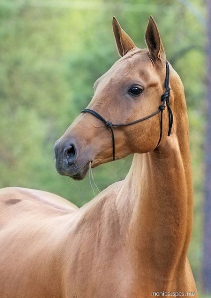 Alhateke horses love!-
