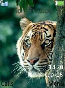 Tiger06