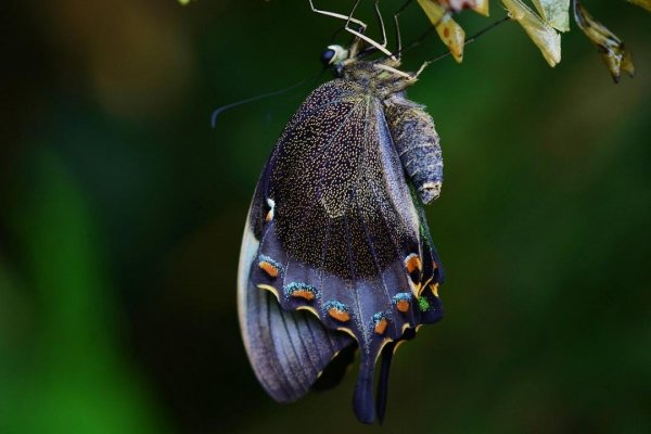 Butterflies 4
