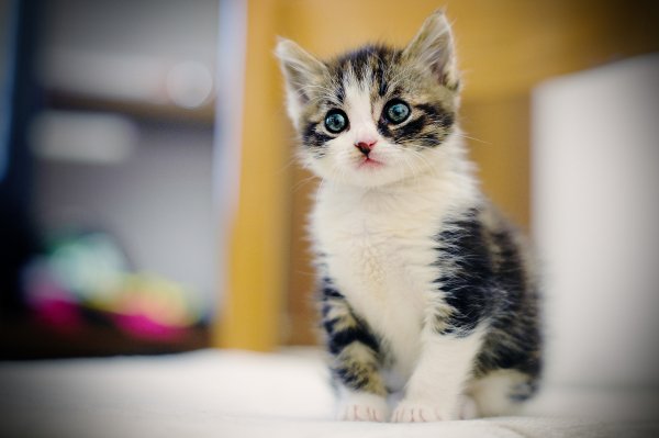 Котёнок