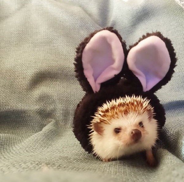 Колючий Зайка