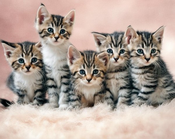 5 котят
