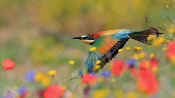 SpainBeeEater ROW2830964378 UHD