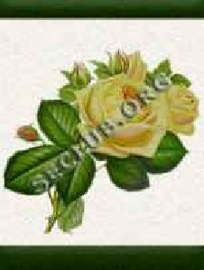 Rose 4.7
