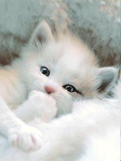 Kitten X3