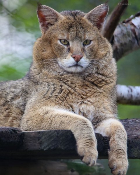 Камышовый кот (2)